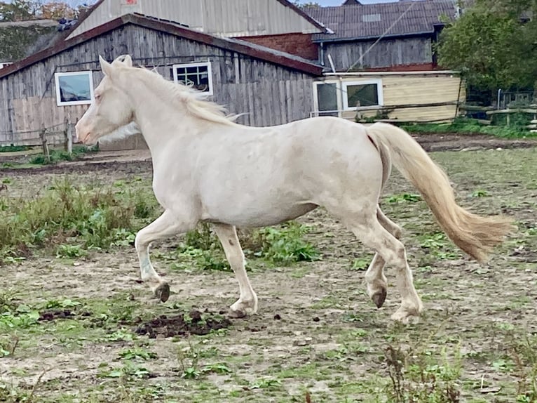 Welsh-D Stute 2 Jahre 142 cm Cremello in Panker