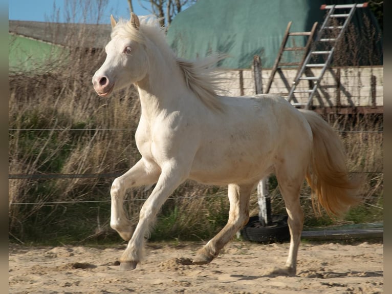Welsh-D Stute 2 Jahre 142 cm Cremello in Panker