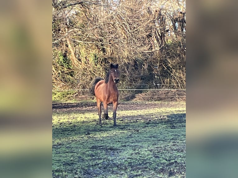 Welsh-D Stute 2 Jahre 148 cm Brauner in Arsac