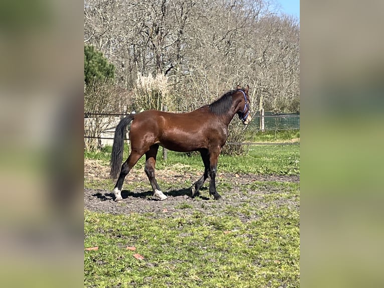 Welsh-D Stute 2 Jahre 148 cm Brauner in Arsac