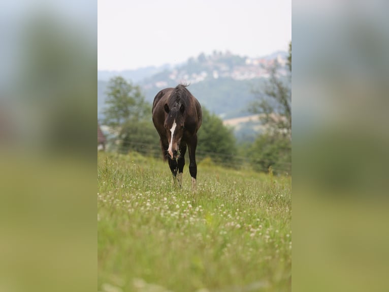 Welsh-D Stute 2 Jahre 152 cm Dunkelbrauner in Fürth