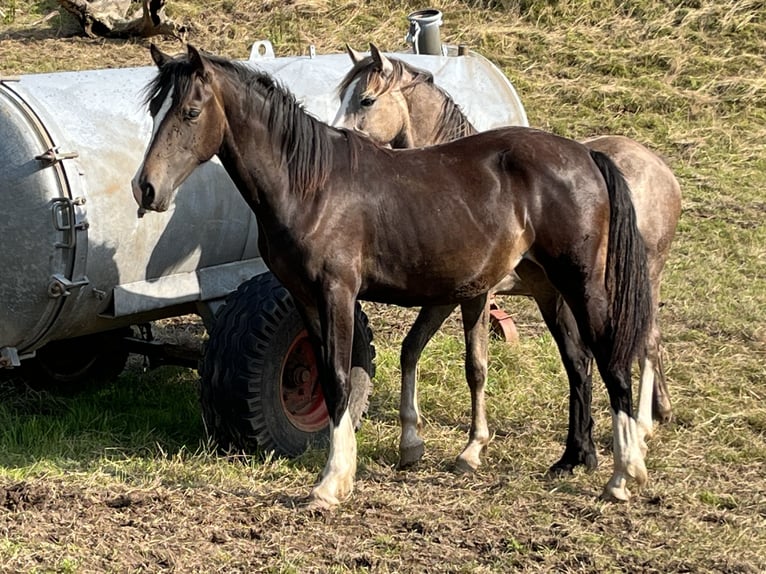 Welsh-D Stute 2 Jahre 152 cm Dunkelbrauner in Fürth