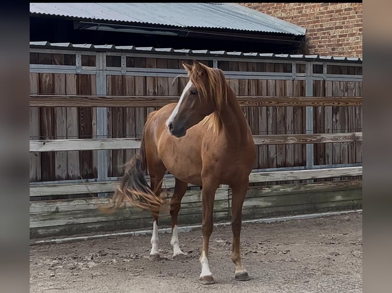 Welsh-D Stute 3 Jahre 140 cm Fuchs in Wanze
