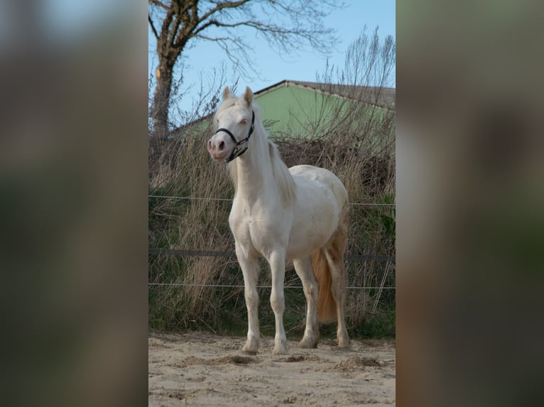 Welsh-D Stute 3 Jahre 142 cm Cremello in Panker