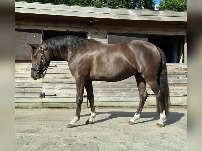 Welsh-D Stute 3 Jahre 142 cm  in Dwingeloo