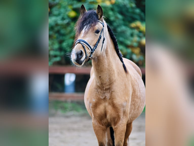 Welsh-D Stute 3 Jahre 145 cm Falbe in Blekendorf