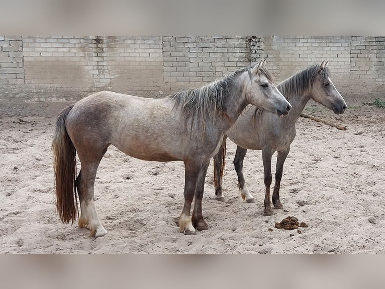 Welsh-D Mix Stute 3 Jahre 146 cm Blauschimmel in Susteren