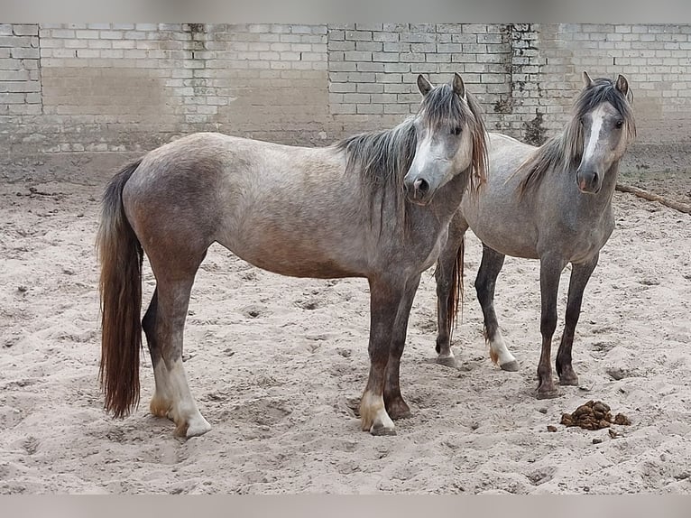 Welsh-D Mix Stute 3 Jahre 146 cm Blauschimmel in Susteren