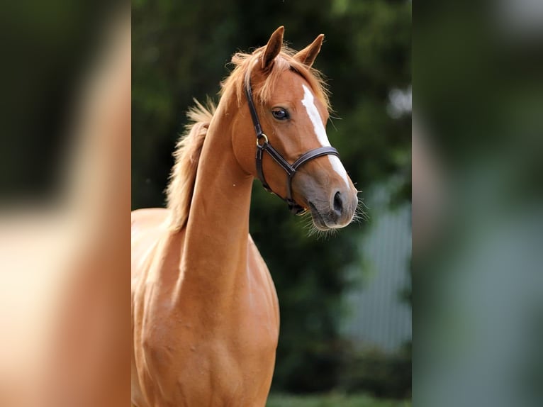 Welsh-D Stute 3 Jahre 146 cm Fuchs in Groningen