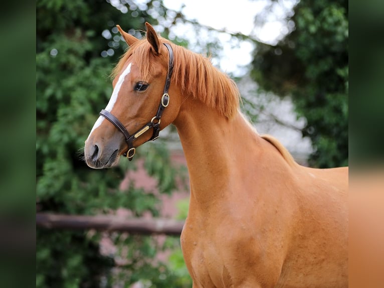 Welsh-D Stute 3 Jahre 146 cm Fuchs in Groningen