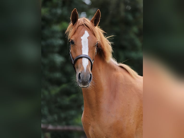 Welsh-D Stute 3 Jahre 146 cm Fuchs in Groningen
