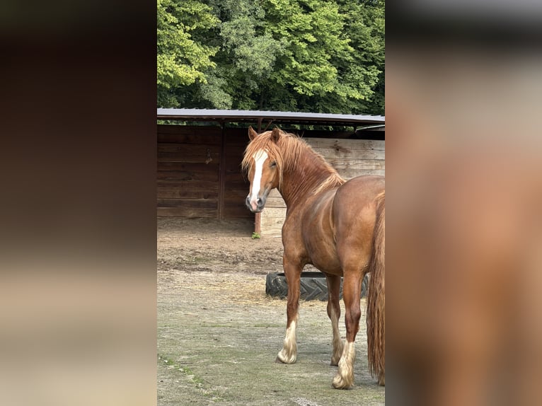 Welsh-D Stute 3 Jahre 146 cm Fuchs in Stahnsdorf