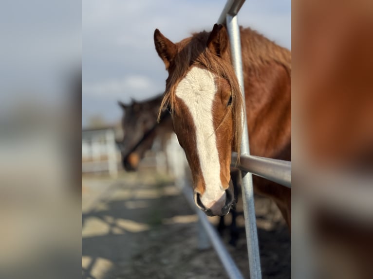 Welsh-D Stute 3 Jahre 146 cm Fuchs in Stahnsdorf