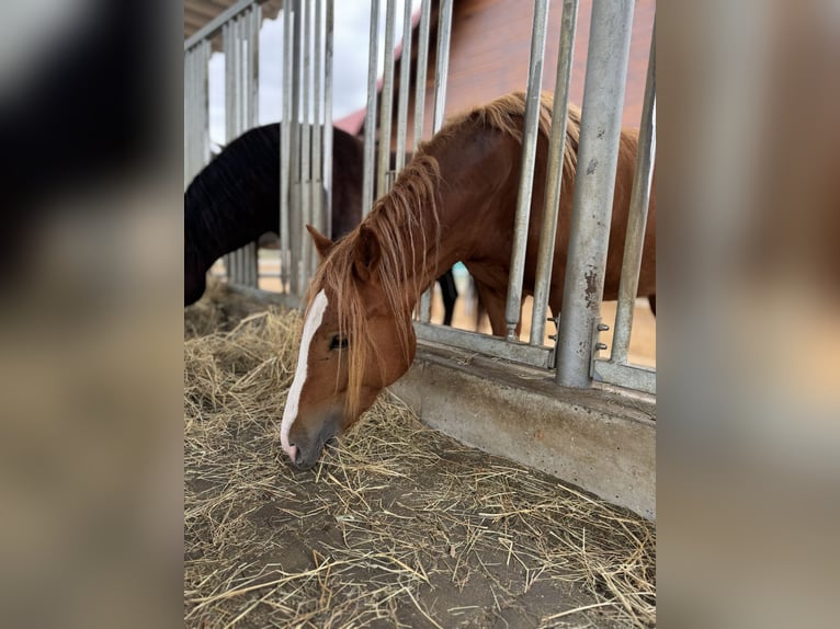 Welsh-D Stute 3 Jahre 146 cm Fuchs in Stahnsdorf