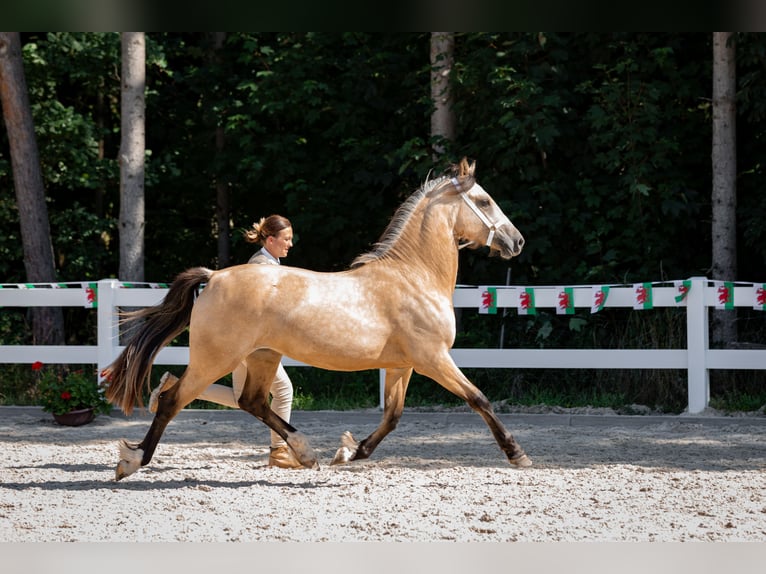 Welsh-D Stute 3 Jahre 148 cm Buckskin in Rennertshofen