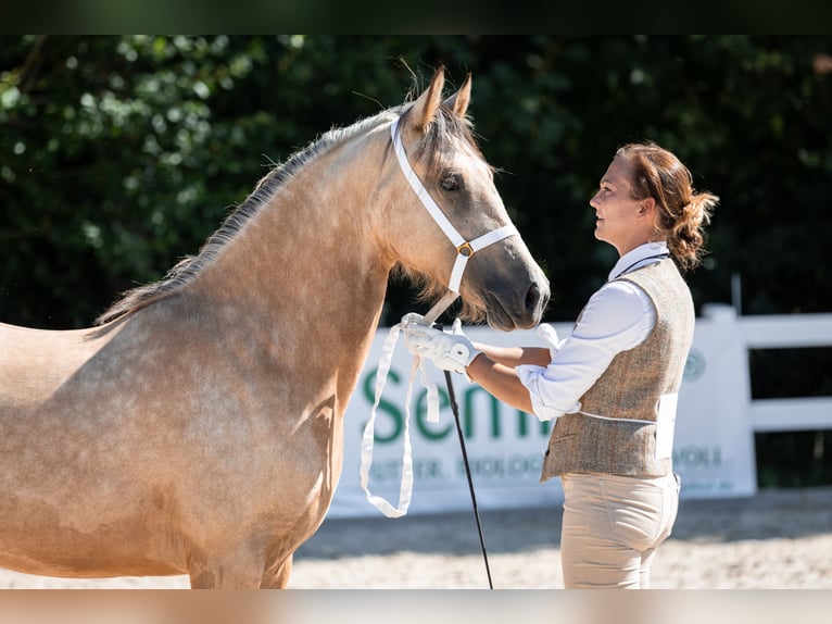 Welsh-D Stute 3 Jahre 148 cm Buckskin in Rennertshofen