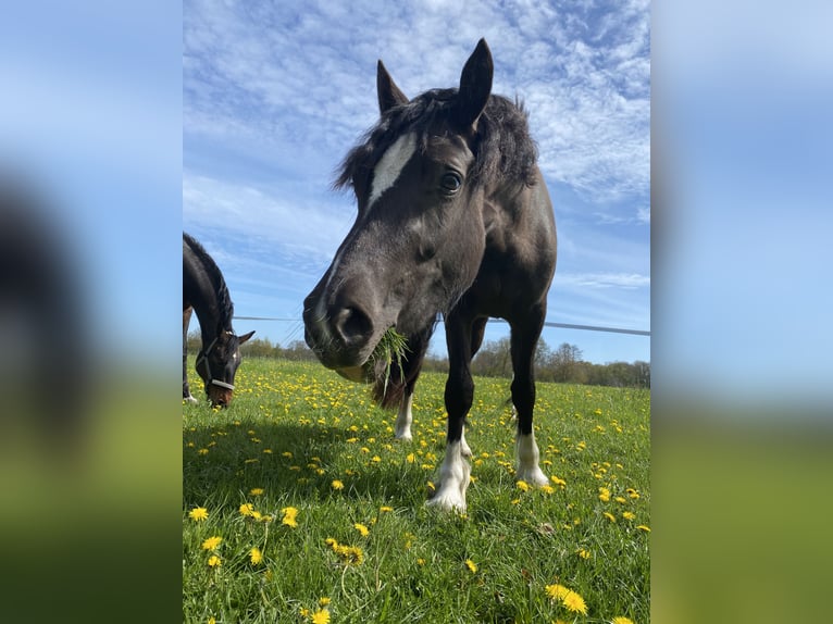 Welsh-D Stute 3 Jahre 148 cm Rappe in Lentföhrden
