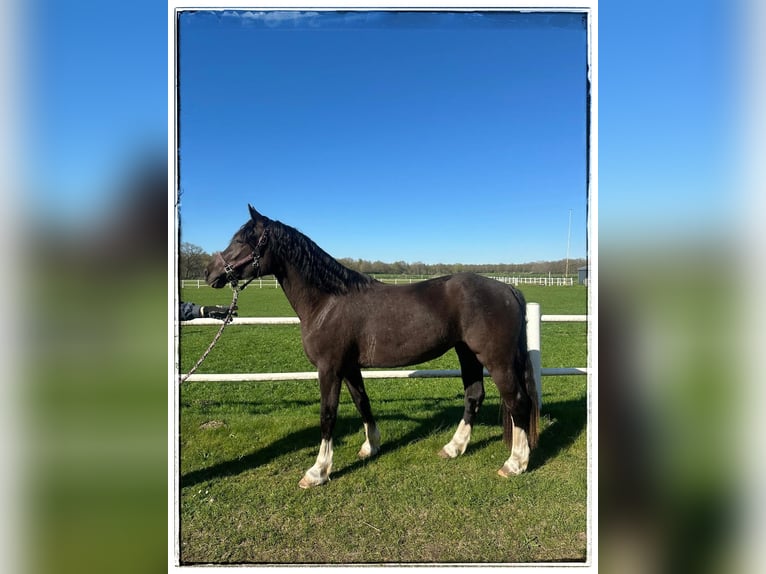 Welsh-D Stute 3 Jahre 148 cm Rappe in Lentföhrden