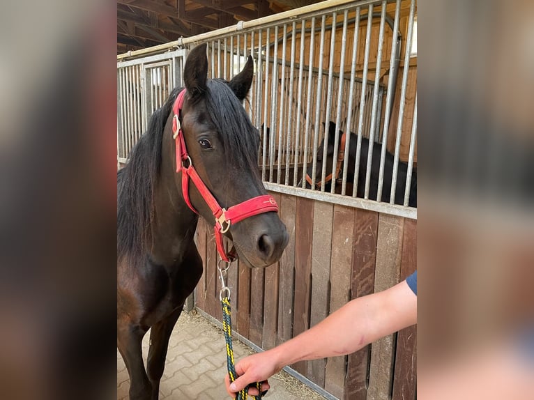 Welsh-D Stute 3 Jahre 150 cm Rappe in Atzesberg