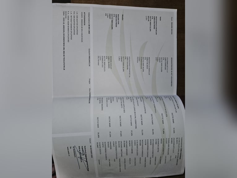 Welsh-D Stute 4 Jahre 140 cm Dunkelbrauner in Schellinkhout