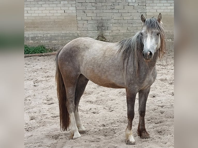 Welsh-D Mix Stute 4 Jahre 146 cm Blauschimmel in Susteren