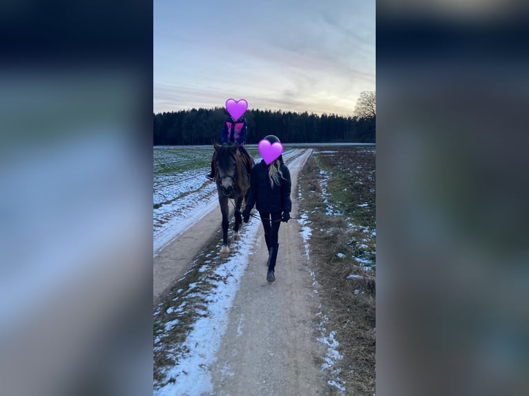 Welsh-D Stute 4 Jahre 146 cm Buckskin in Bayern