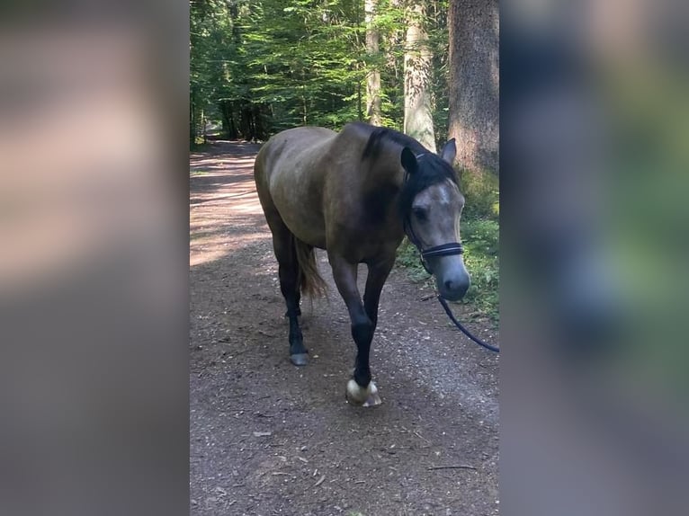 Welsh-D Stute 4 Jahre 146 cm Buckskin in Bayern