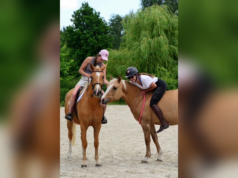 Welsh-D Stute 4 Jahre 146 cm Palomino in Poznań