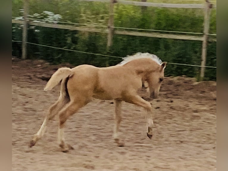 Welsh-D Stute 4 Jahre 147 cm Palomino in Stahnsdorf