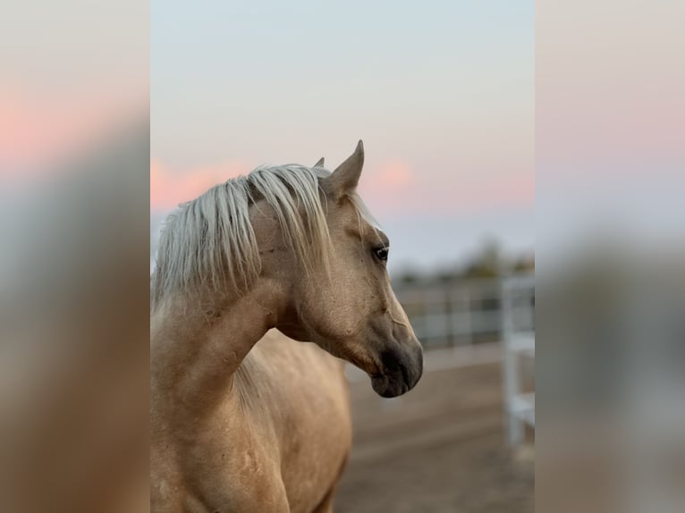 Welsh-D Stute 4 Jahre 147 cm Palomino in Stahnsdorf