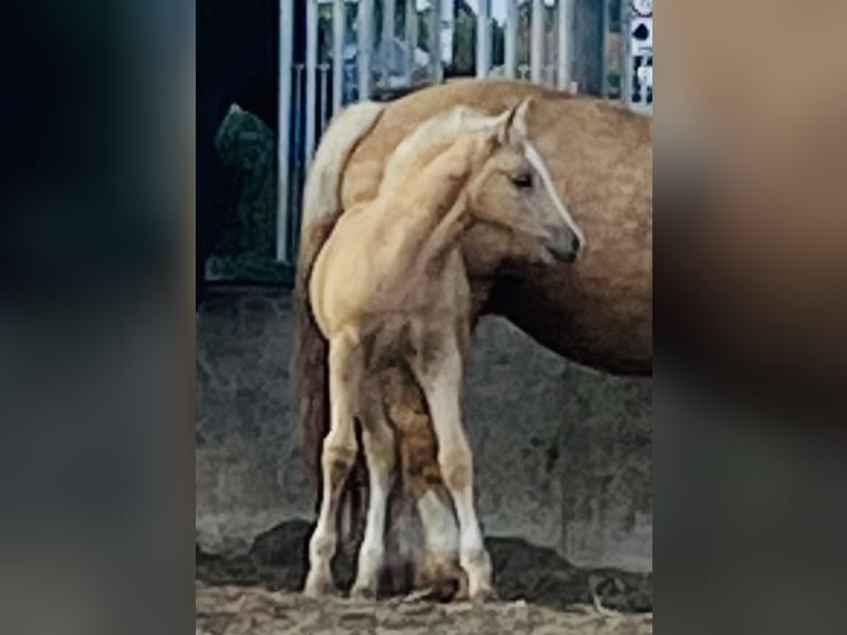 Welsh-D Stute 4 Jahre 147 cm Palomino in Stahnsdorf