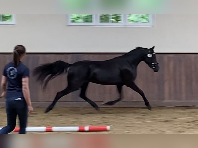 Welsh-D Stute 4 Jahre 155 cm Rappe in Kabelhorst