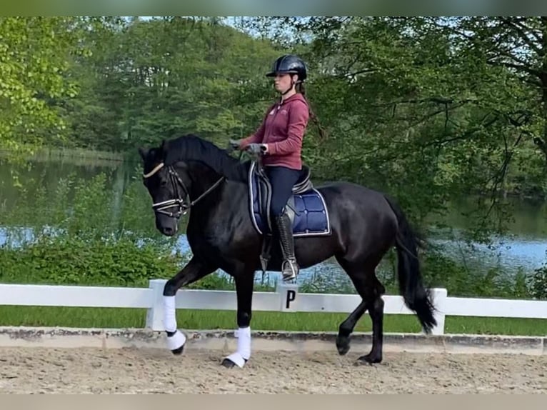 Welsh-D Stute 4 Jahre 155 cm Rappe in Kabelhorst