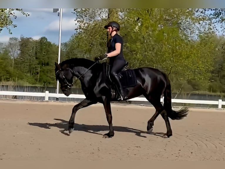 Welsh-D Stute 4 Jahre 155 cm Rappe in Kabelhorst