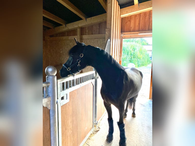 Welsh-D Stute 4 Jahre 155 cm Rappe in Kabelhorst