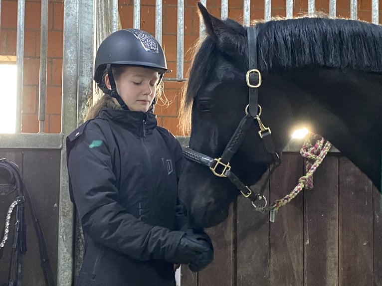 Welsh-D Stute 4 Jahre 155 cm Rappe in Kabelhorst