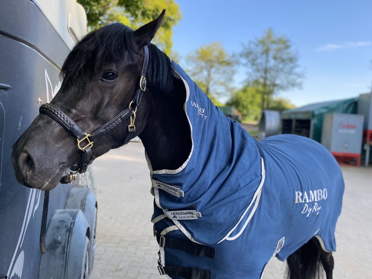 Welsh-D Stute 4 Jahre 155 cm Rappe in Kabelhorst