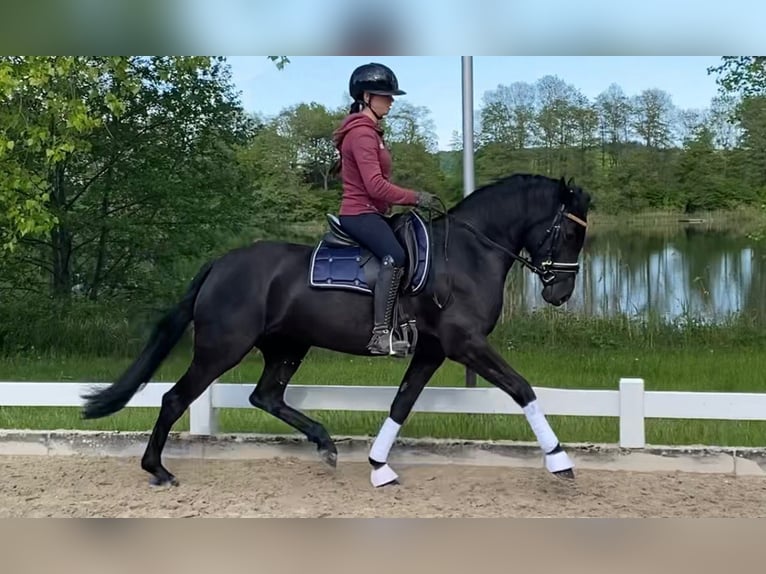 Welsh-D Stute 4 Jahre 155 cm Rappe in Kabelhorst