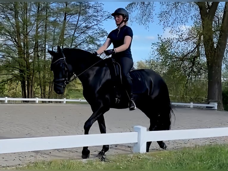 Welsh-D Stute 4 Jahre 155 cm Rappe in Kabelhorst