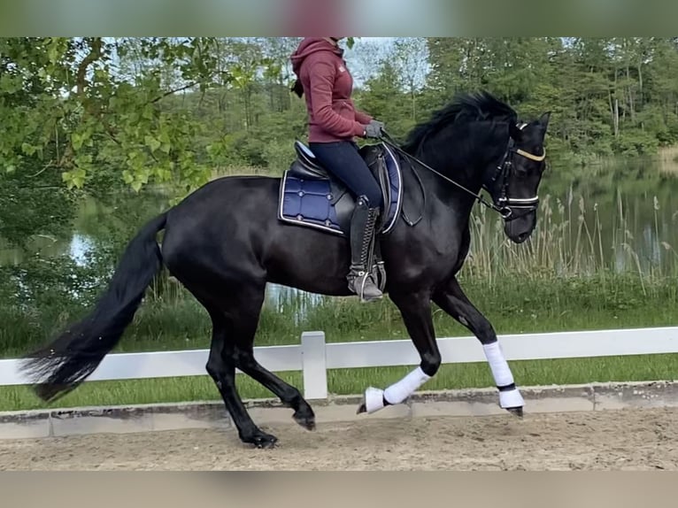 Welsh-D Stute 4 Jahre 155 cm Rappe in Kabelhorst