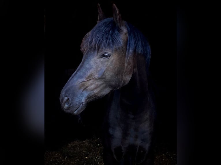 Welsh-D Stute 4 Jahre 155 cm Rappe in Kabelhorst