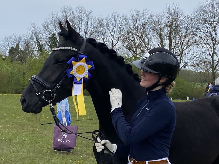 Welsh-D Stute 4 Jahre 155 cm Rappe in Kabelhorst