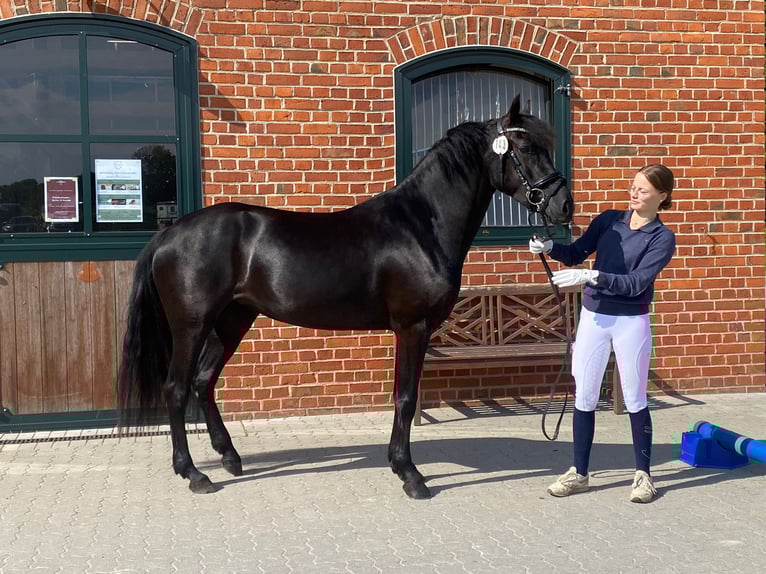Welsh-D Stute 4 Jahre 155 cm Rappe in Kabelhorst