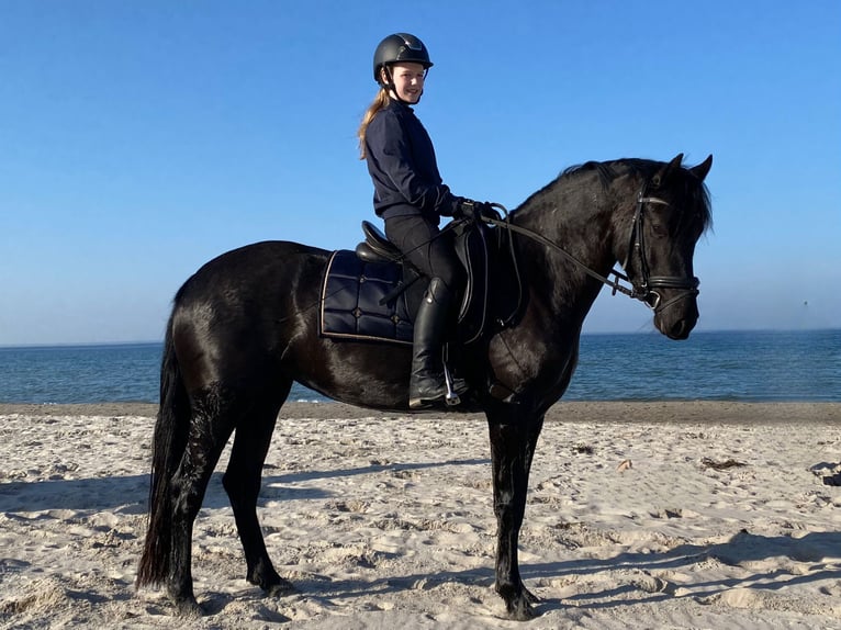 Welsh-D Stute 4 Jahre 155 cm Rappe in Kabelhorst