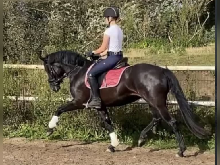 Welsh-D Stute 4 Jahre 155 cm Rappe in Kabelhorst
