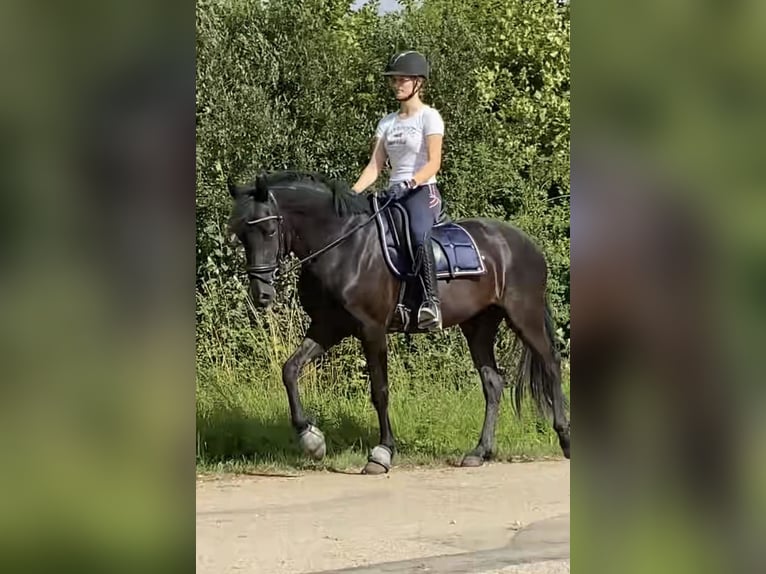 Welsh-D Stute 4 Jahre 155 cm Rappe in Kabelhorst