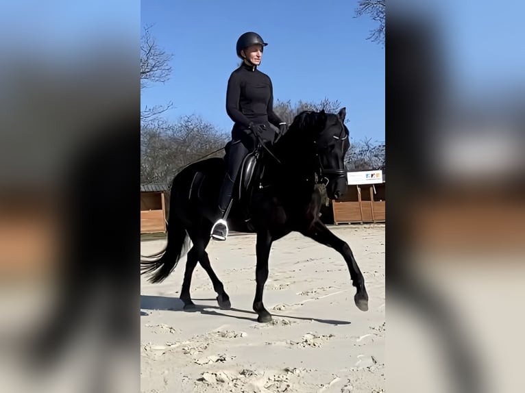 Welsh-D Stute 4 Jahre 155 cm Rappe in Kabelhorst