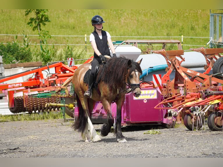 Welsh-D Mix Stute 4 Jahre 160 cm Falbe in Nettersheim