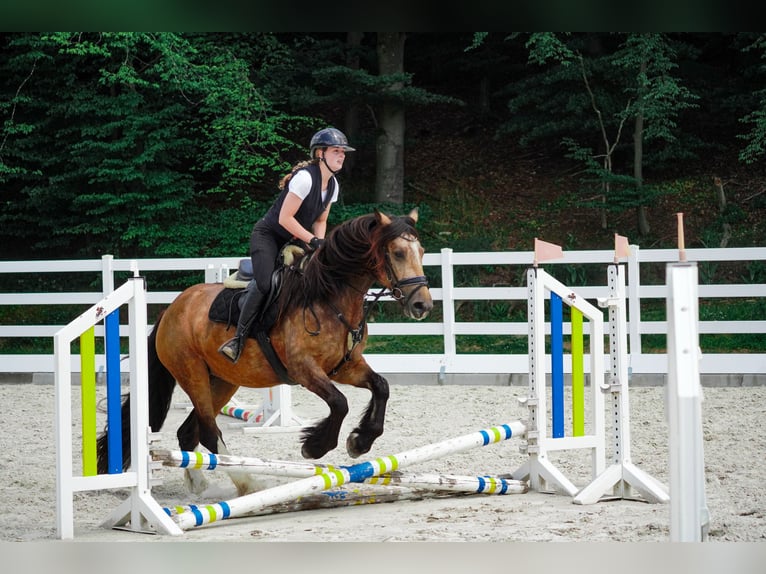 Welsh-D Mix Stute 4 Jahre 160 cm Falbe in Nettersheim