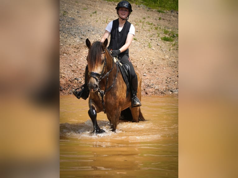 Welsh-D Mix Stute 4 Jahre 160 cm Falbe in Nettersheim